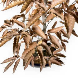 Fagus Crenata - Japanese Beech - 53 cm