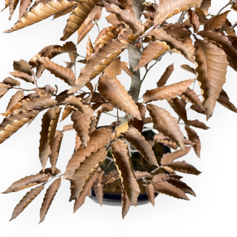 Fagus Crenata - Japanese Beech - 53 cm
