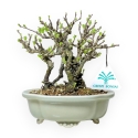 Chaenomeles Chojubai - Cotogno - 18 cm