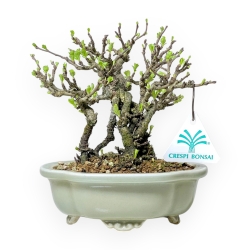 Chaenomeles Chojubai - Cotogno - 18 cm
