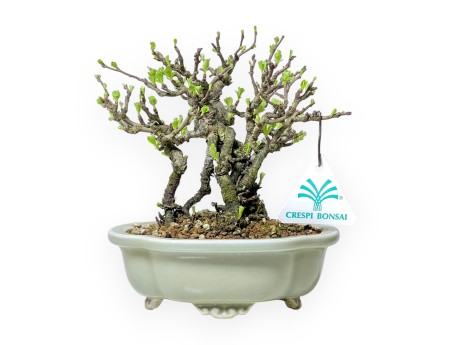 Chaenomeles Chojubai - Cotogno - 18 cm