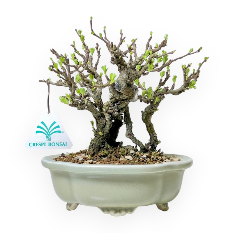 Chaenomeles Chojubai - Cotogno - 18 cm