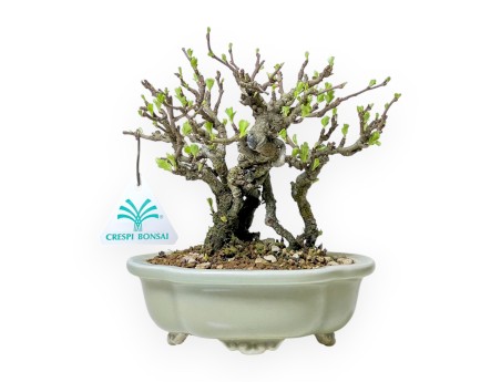 Chaenomeles Chojubai - Cotogno - 18 cm