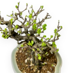 Chaenomeles Chojubai - Cotogno - 18 cm