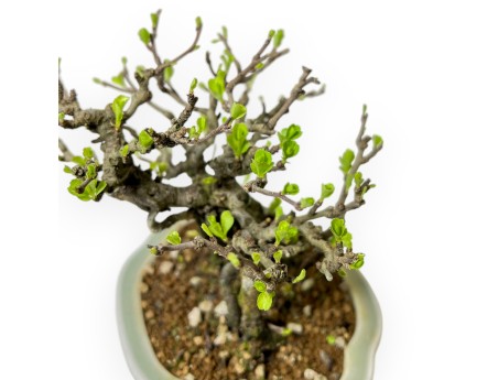 Chaenomeles Chojubai - Cotogno - 18 cm