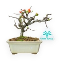 Chaenomeles Chojubai - Coing Asiatique - 14 cm