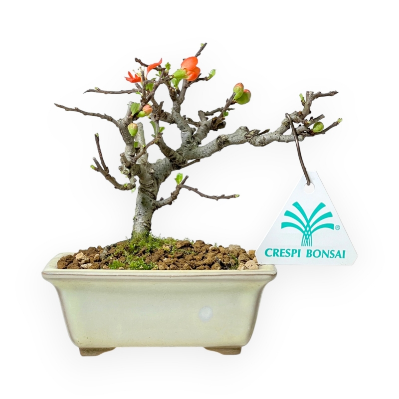 Chaenomeles Chojubai - Cotogno - 14 cm
