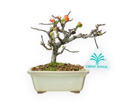 Chaenomeles Chojubai - Cotogno - 14 cm