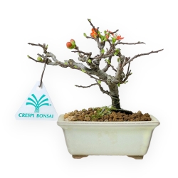 Chaenomeles Chojubai - Cotogno - 14 cm
