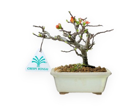Chaenomeles Chojubai - Coing Asiatique - 14 cm