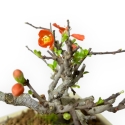 Chaenomeles Chojubai - Asian Quince - 14 cm