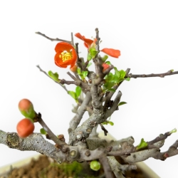 Chaenomeles Chojubai - Cotogno - 14 cm