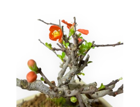 Chaenomeles Chojubai - Cotogno - 14 cm