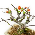 Chaenomeles Chojubai - Asian Quince - 14 cm