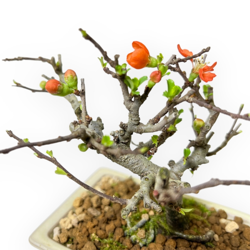 Chaenomeles Chojubai - Cotogno - 14 cm
