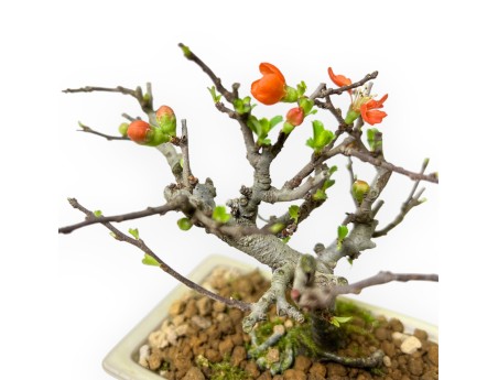 Chaenomeles Chojubai - Cotogno - 14 cm