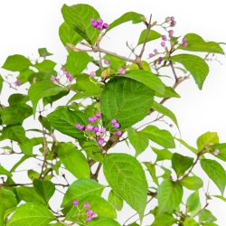 Callicarpa Japonica - Callicarpa - 38 cm
