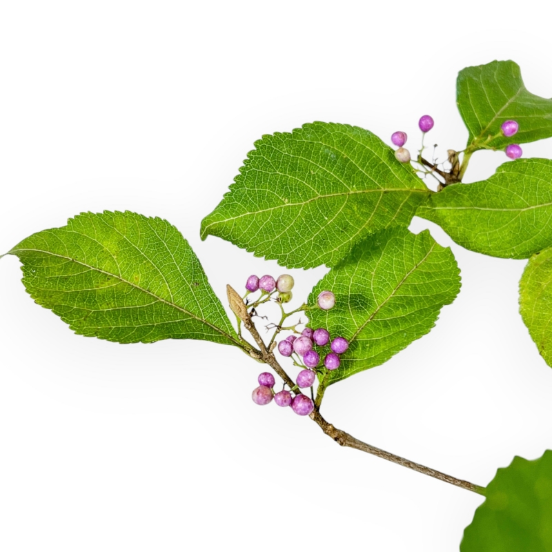 Callicarpa Japonica - Callicarpa - 38 cm