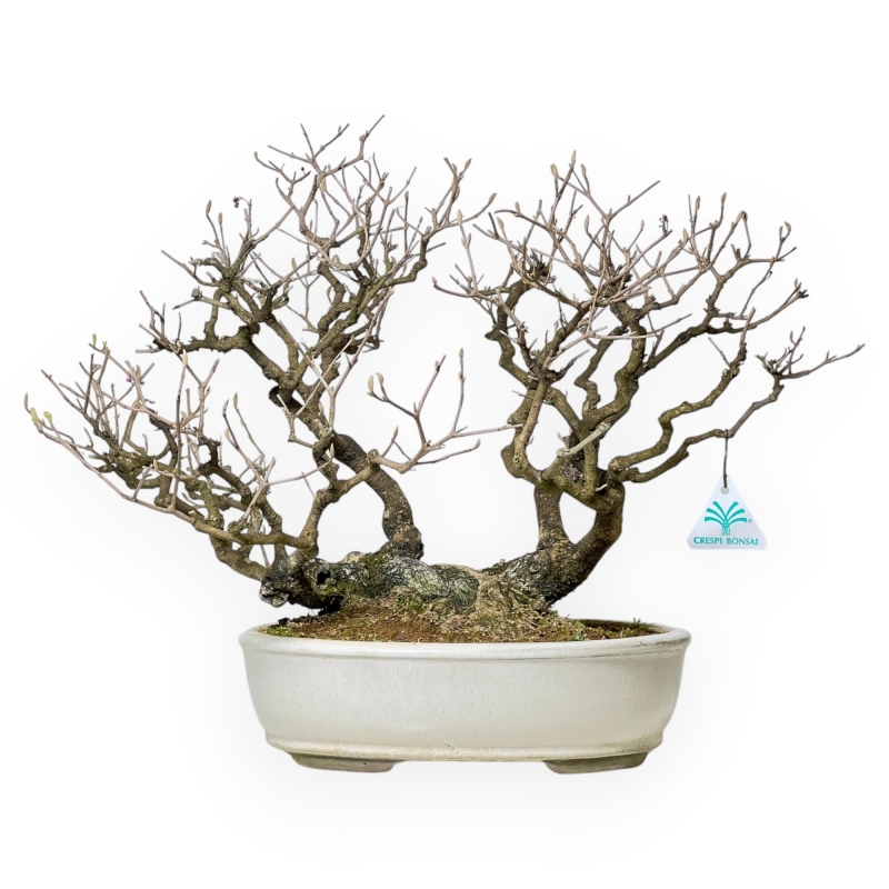 Callicarpa Japonica - Callicarpa - 38 cm