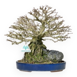 Premna Japonica - 28 cm