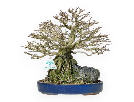 Premna Japonica - 28 cm