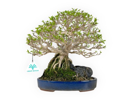 Premna Japonica - 28 cm