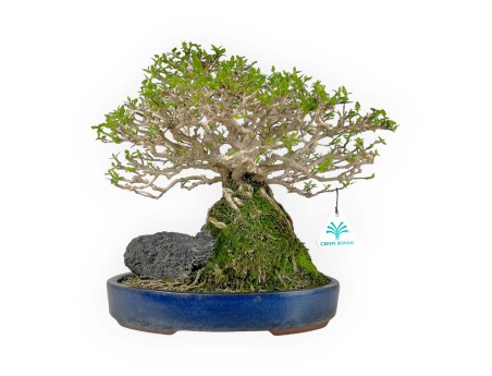 Premna Japonica - 28 cm