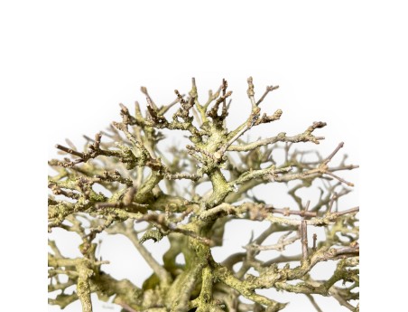 Premna Japonica - 28 cm