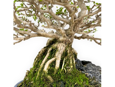 Premna Japonica - 28 cm