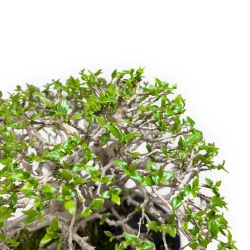 Premna Japonica - 28 cm