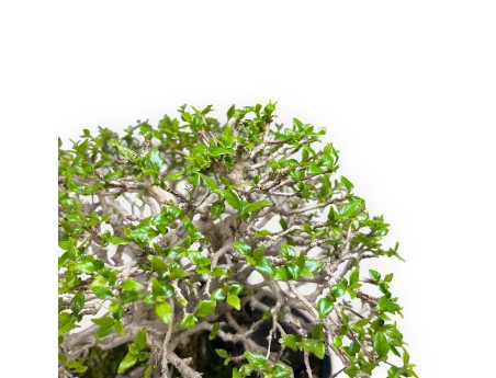 Premna Japonica - 28 cm