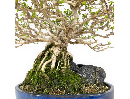 Premna Japonica - 28 cm