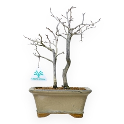 Diospyros Kaki - Plaqueminier - 30 cm