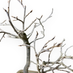Diospyros Kaki - Plaqueminier - 30 cm