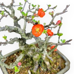 Chaenomeles Chojubai - Coing asiatique - 14 cm