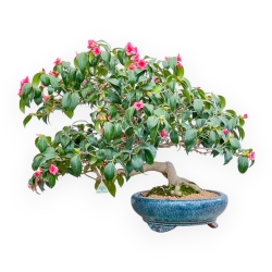 Camellia - Camelia - 60 cm