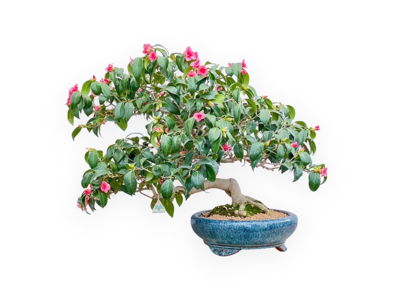 Camellia - Camellia - 60 cm