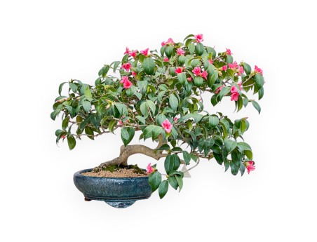 Camellia - Camellia - 60 cm
