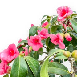 Camellia - Camellia - 60 cm