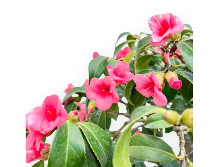 Camellia - Camelia - 60 cm