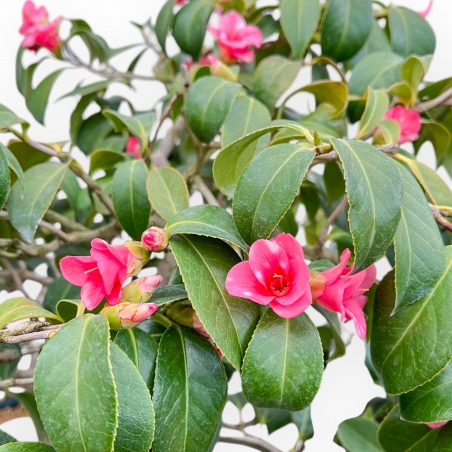 Camellia - Camelia - 60 cm