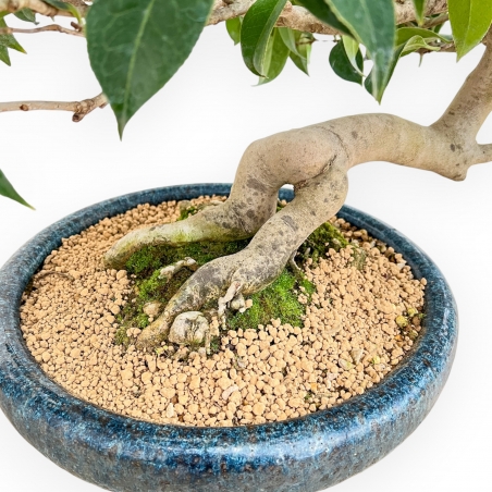 Camellia - Camellia - 60 cm