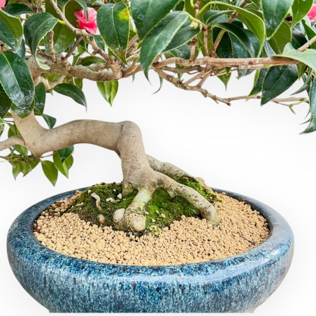 Camellia - Camelia - 60 cm