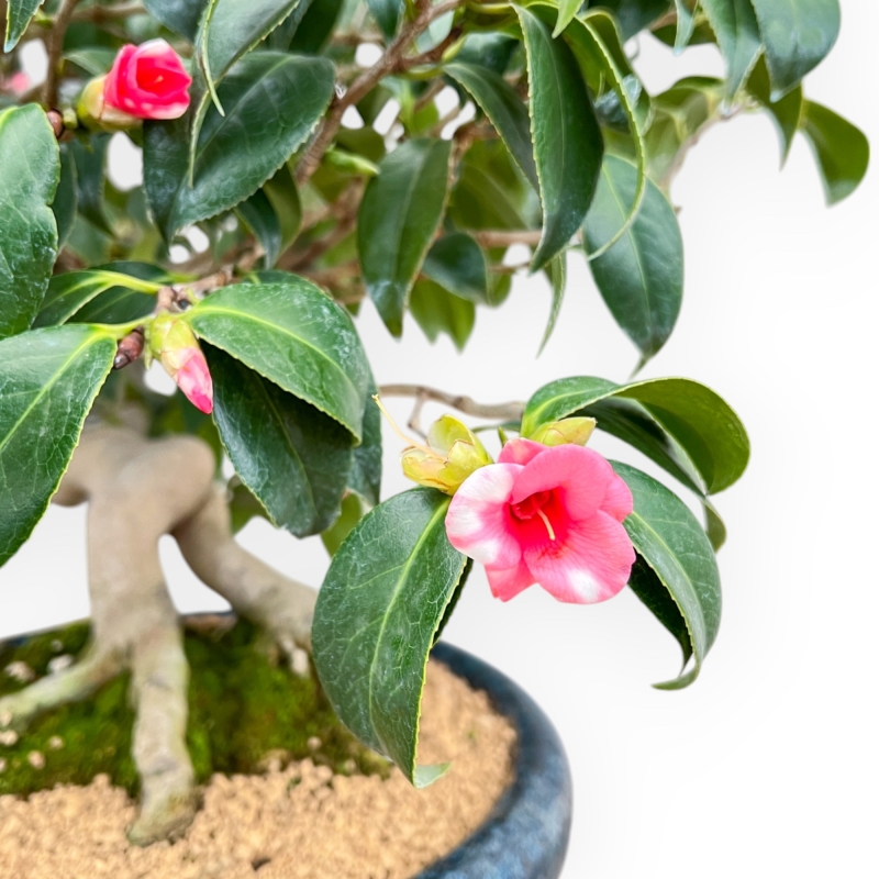 Camellia - Camelia - 60 cm