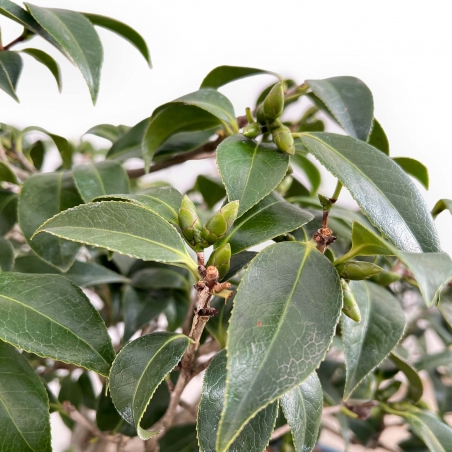 Camellia - Camellia - 60 cm