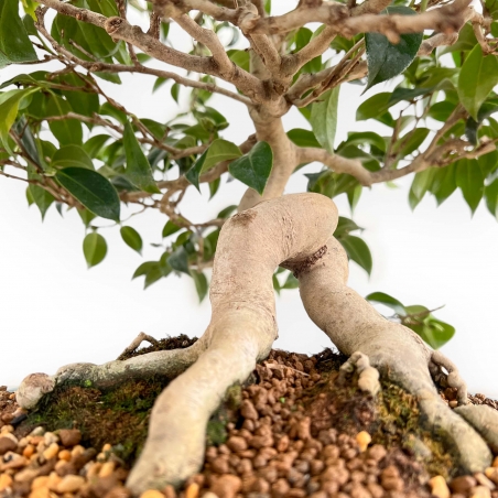 Camellia - Camellia - 60 cm