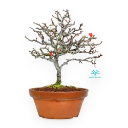 Chaenomeles Chojubai - Cotogno - 34 cm