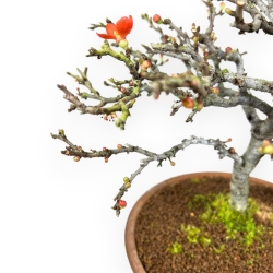 Chaenomeles Chojubai - Cotogno - 34 cm