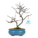 Chaenomeles Chojubai - Asian Quince - 27 cm