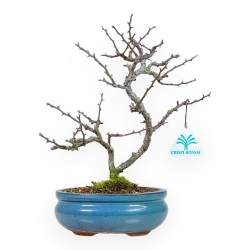 Chaenomeles Chojubai - Cotogno - 27 cm
